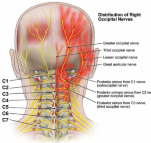 Distribution of Right Occipital Nerves