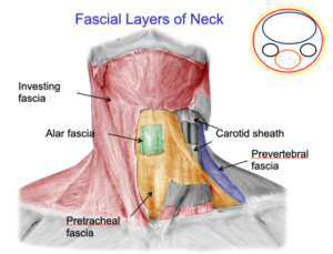 Fascial layers of neck