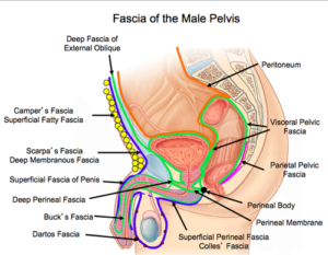 Hard Flaccid It’s NOT all in your head