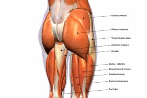 Gluteal Muscle Weakness and Imbalance