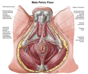 Male Pelvic Floor