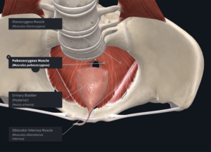 The Connection Between the Hips and Bladder